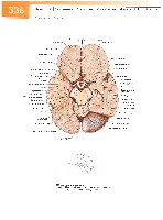 Sobotta Atlas of Human Anatomy  Head,Neck,Upper Limb Volume1 2006, page 343
